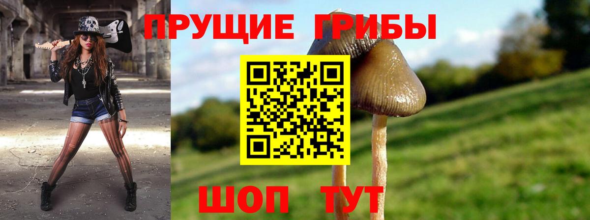 Псилоцибиновые грибы Psilocybe Гусиноозёрск